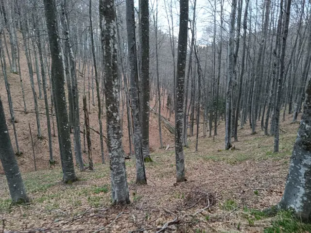 Trail to Turnoff for Vezhen Hut and Benkovski Hut