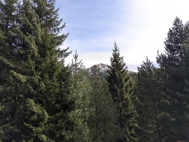 Trail to Turnoff for Vezhen Hut and Benkovski Hut